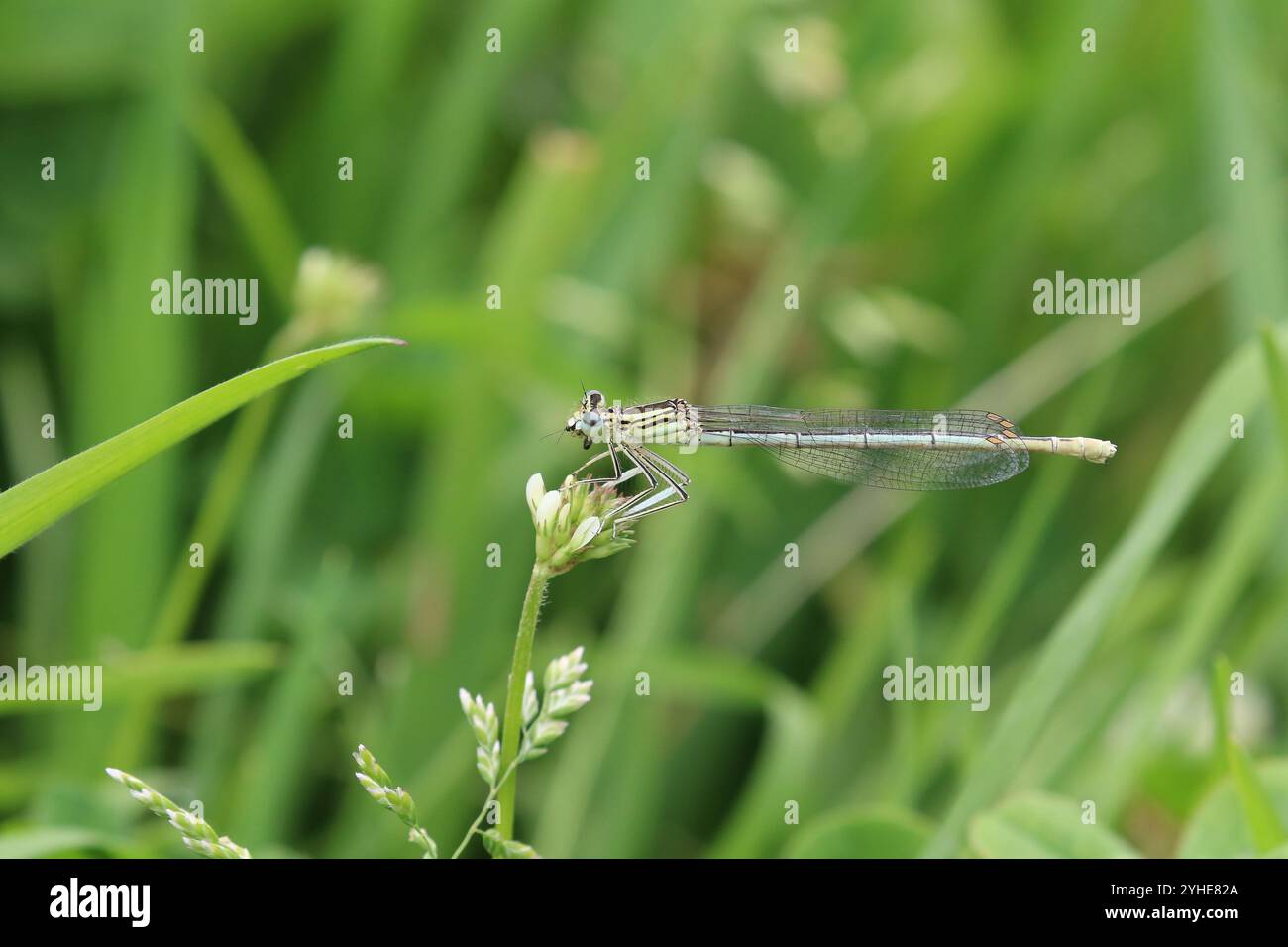 Damselfly dalle gambe bianche o Blue Featherleg femmina con prede - pennipes Platycnemis Foto Stock