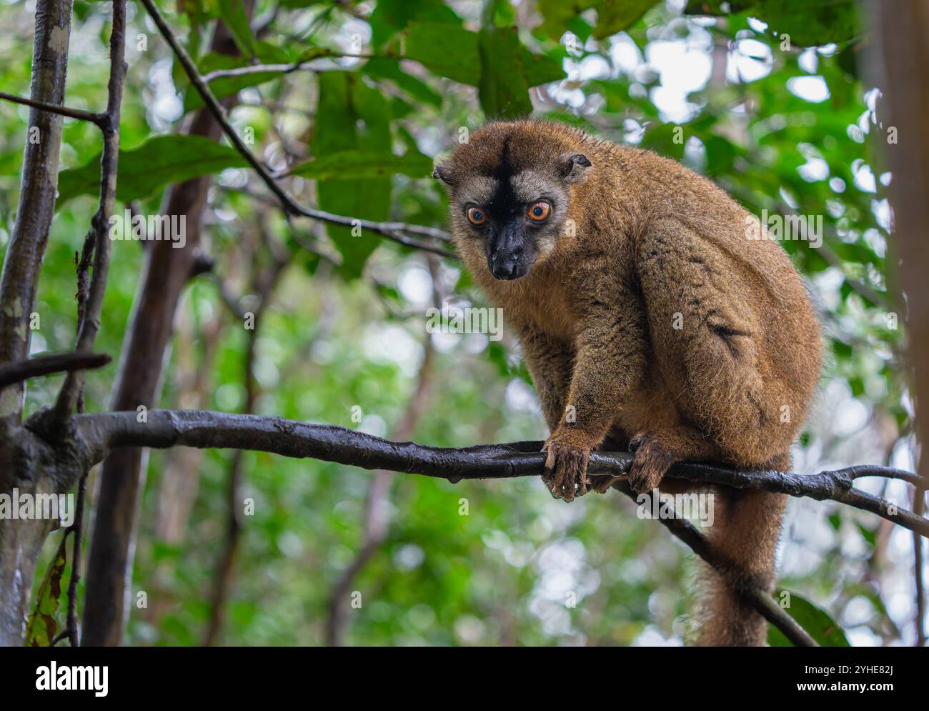 Una fotografia ravvicinata di un lemure bruno (Eulemur fulvus) arroccato su un ramo d'albero, che sbircia dal lussureggiante fogliame della riserva Andasibe nel Madagascar Foto Stock