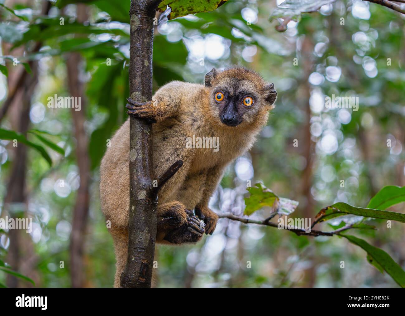Una fotografia ravvicinata di un lemure bruno (Eulemur fulvus) arroccato su un ramo d'albero, che sbircia dal lussureggiante fogliame della riserva Andasibe nel Madagascar Foto Stock