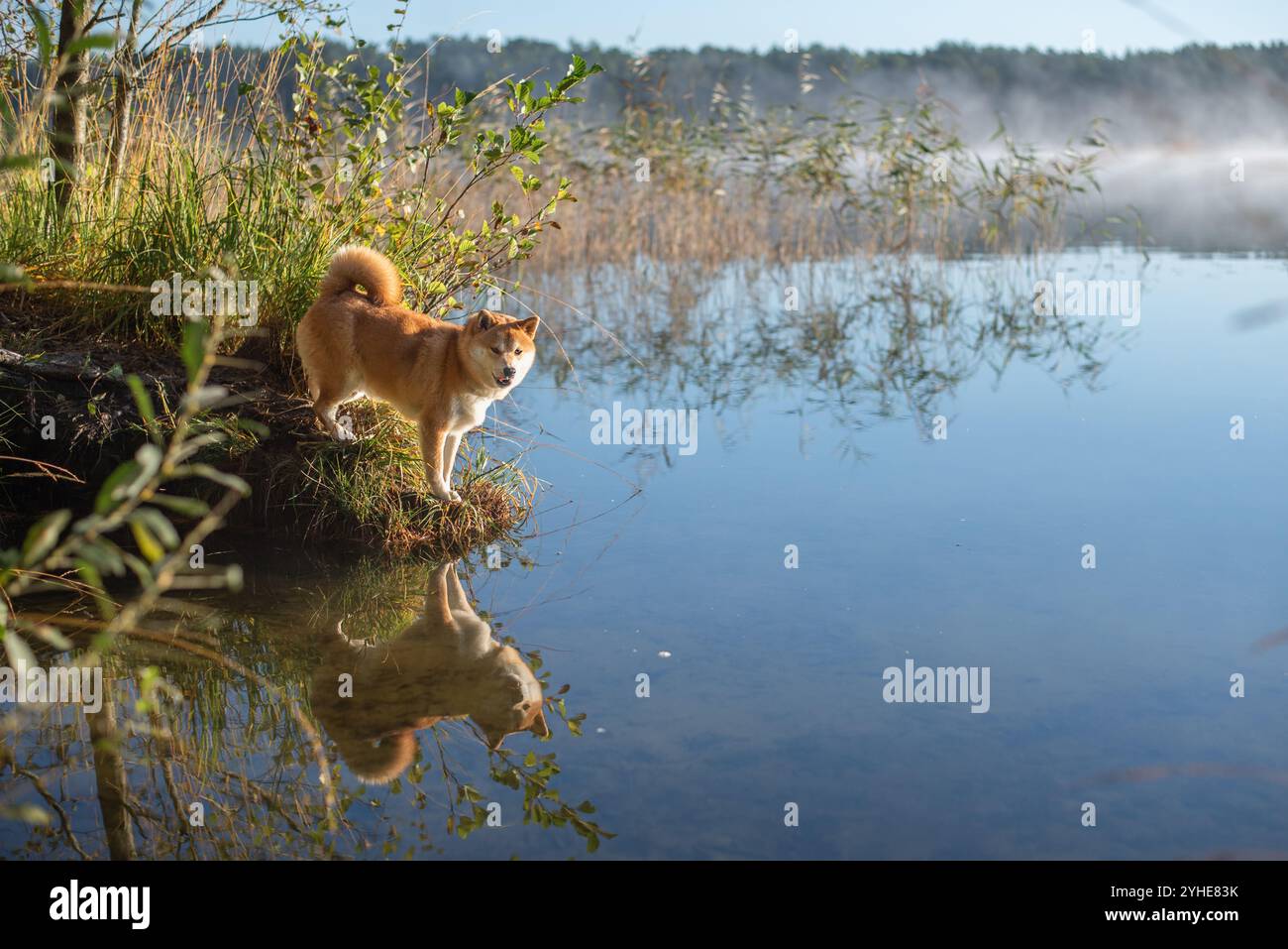 Un cane Red Shiba Inu riflesso in un'acqua di un bellissimo lago nella foresta in una soleggiata mattina di ottobre Foto Stock