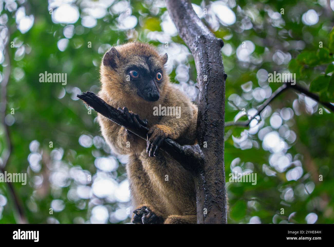 Una fotografia ravvicinata di un lemure bruno (Eulemur fulvus) arroccato su un ramo d'albero, che sbircia dal lussureggiante fogliame della riserva Andasibe nel Madagascar Foto Stock