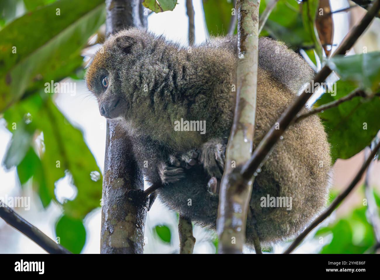 Un primo piano di un lembo di bambù arroccato su un ramo d'albero. Il lemure ha una morbida pelliccia grigio-marrone e occhi luminosi ed espressivi. Riserva di Andasibe, Madagascar Foto Stock