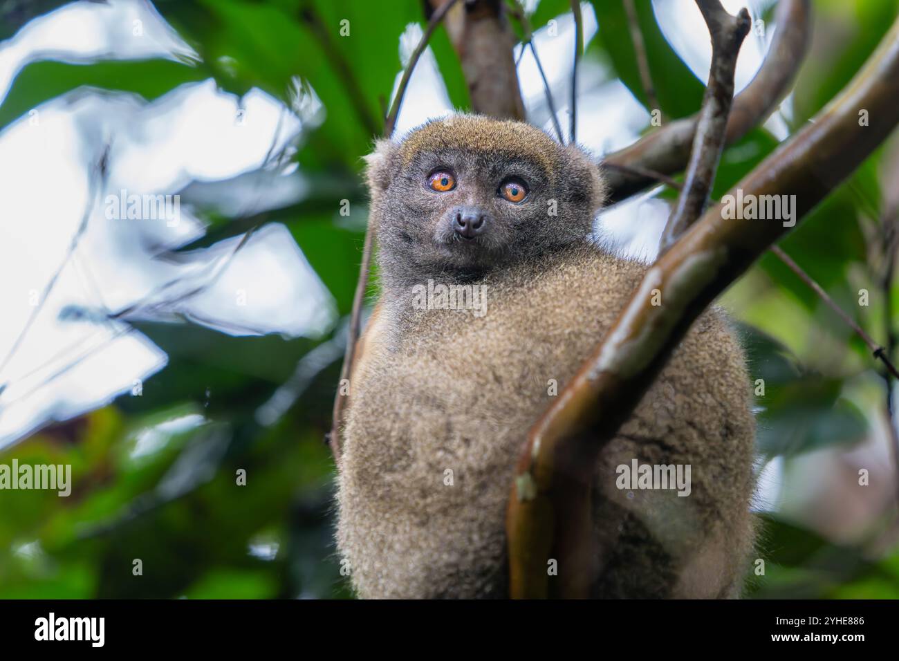 Un primo piano di un lembo di bambù arroccato su un ramo d'albero. Il lemure ha una morbida pelliccia grigio-marrone e occhi luminosi ed espressivi. Riserva di Andasibe, Madagascar Foto Stock