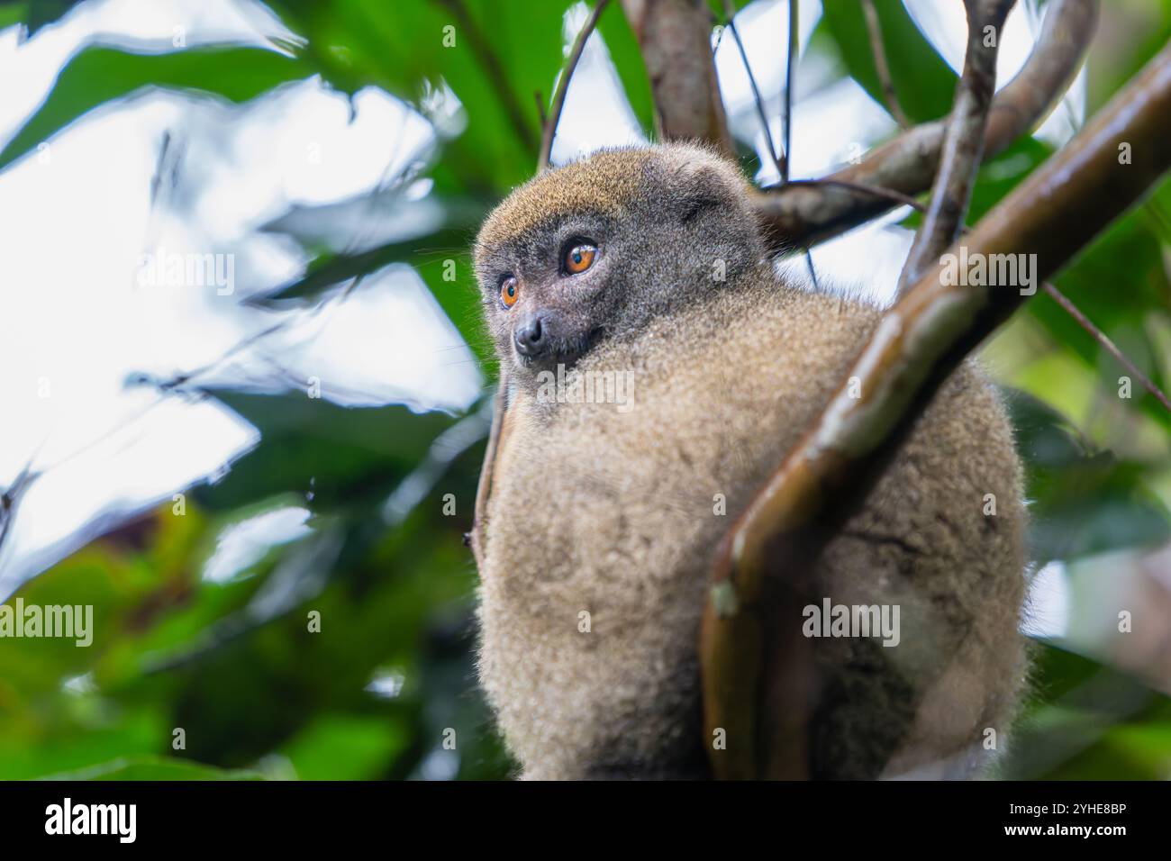 Un primo piano di un lembo di bambù arroccato su un ramo d'albero. Il lemure ha una morbida pelliccia grigio-marrone e occhi luminosi ed espressivi. Riserva di Andasibe, Madagascar Foto Stock