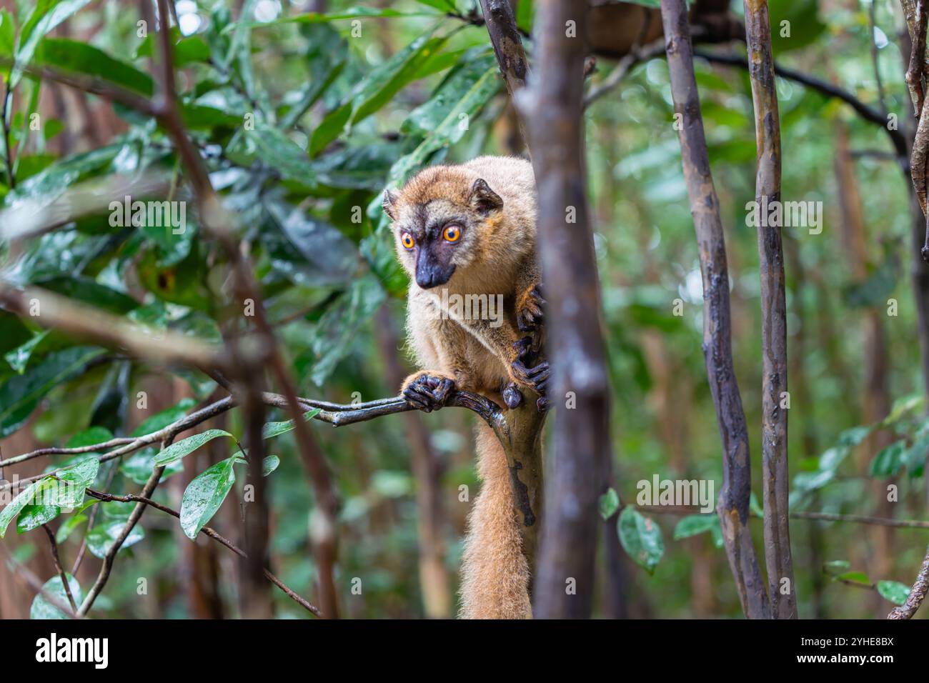 Una fotografia ravvicinata di un lemure bruno (Eulemur fulvus) arroccato su un ramo d'albero, che sbircia dal lussureggiante fogliame della riserva Andasibe nel Madagascar Foto Stock
