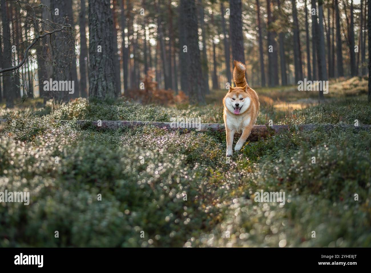 Il cane Red Shiba inu sta saltando sopra l'albero caduto nella foresta Foto Stock