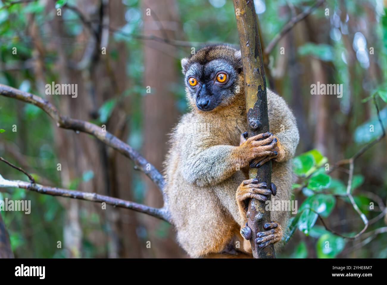 Una fotografia ravvicinata di un lemure bruno (Eulemur fulvus) arroccato su un ramo d'albero, che sbircia dal lussureggiante fogliame della riserva Andasibe nel Madagascar Foto Stock