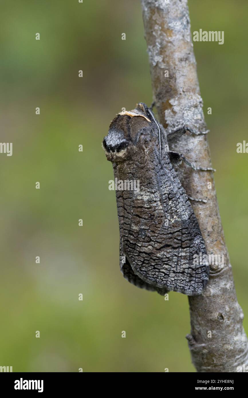 Weidenbohrer, Weiden-Bohrer, cossus cossus, falena caprina, falena caprina europea, le Cossus gâte-bois, Holzbohrer, Cossidae Foto Stock