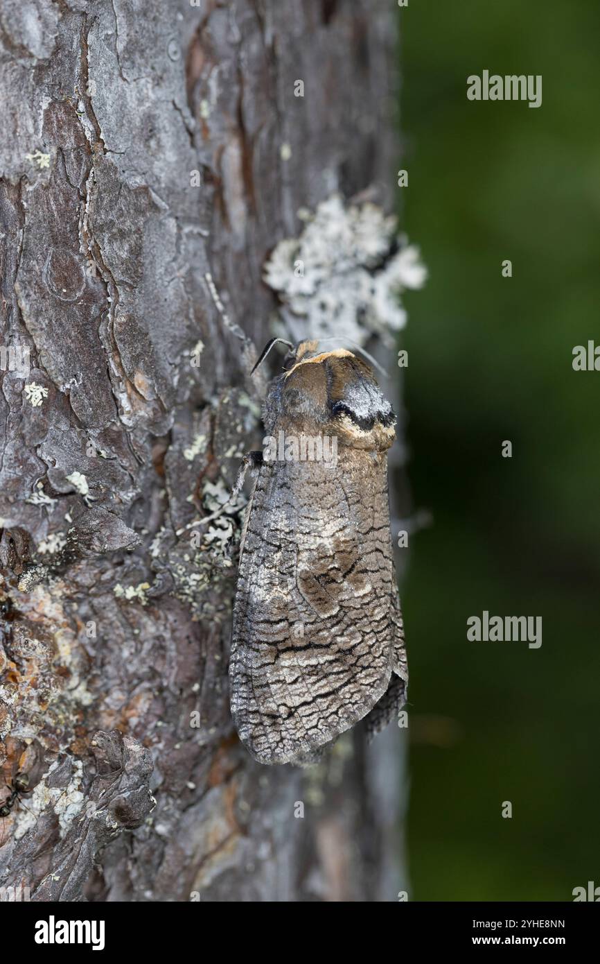 Weidenbohrer, Weiden-Bohrer, cossus cossus, falena caprina, falena caprina europea, le Cossus gâte-bois, Holzbohrer, Cossidae Foto Stock