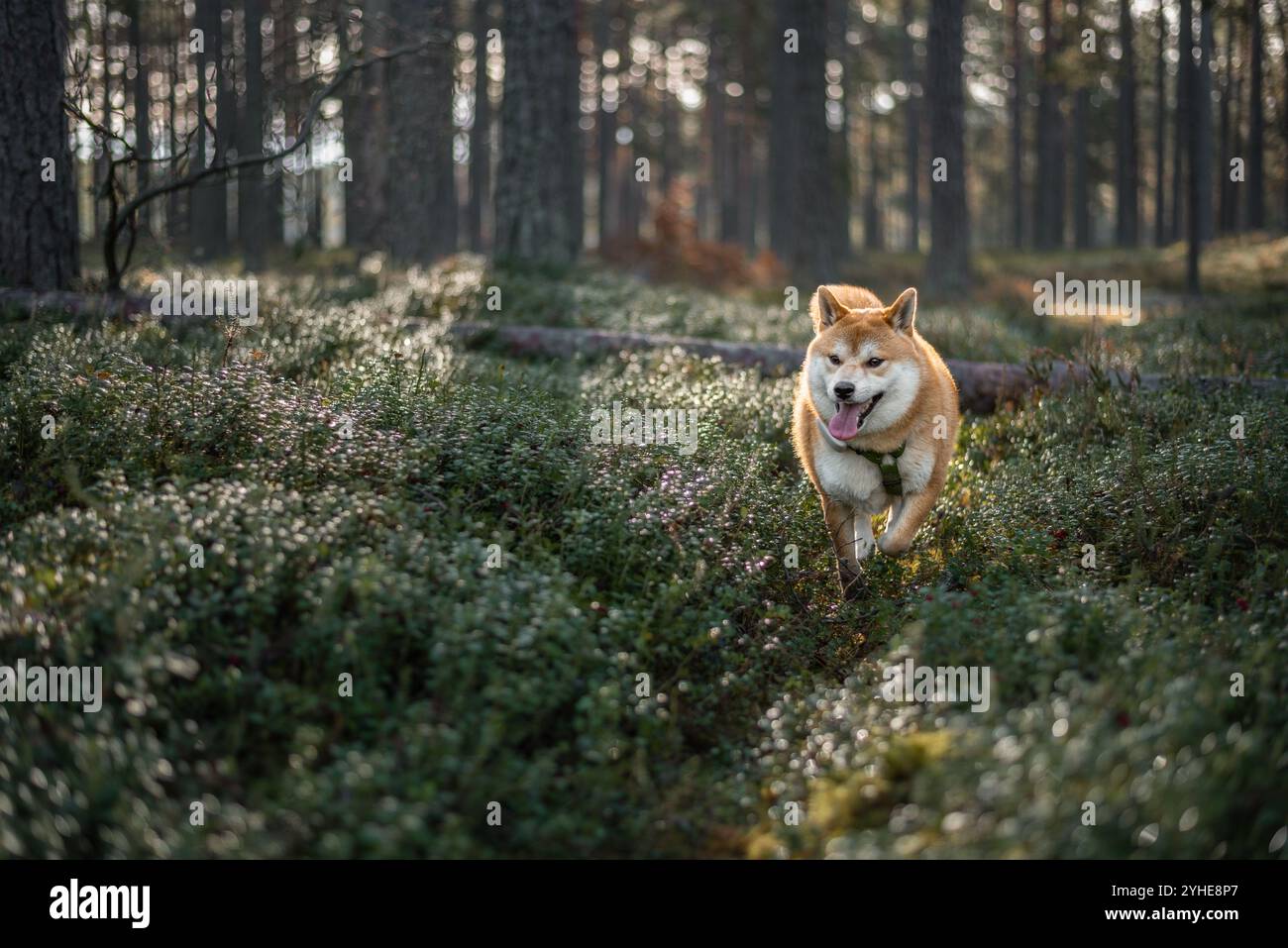 Il cane Red Shiba inu, dotato di imbracatura e inseguitore GPS, cammina tra gli arbusti di mirtillo nella foresta durante il giorno di sole Foto Stock