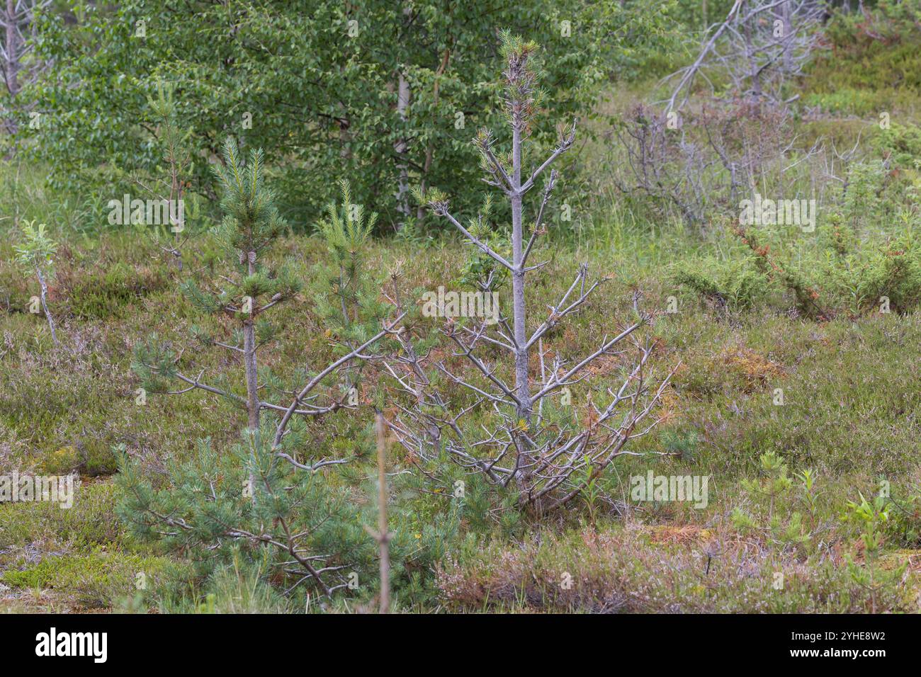 Elch Hat Kiefern, Kiefer verbissen, Verbiss, Verbiss-Schaden, Wildschaden, Wildverbiss, Fraßspur, Frass-Spur, Wildschaden, Alces alces, Elk, sfogliare Foto Stock