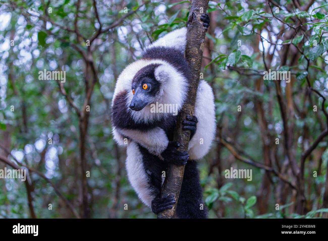 Un lembo bianco e nero ripieno (Varecia variegata) è appollaiato su un ramo in una fitta foresta. Gli esclusivi motivi di pelliccia e gli ambienti vivaci dei lemuri lo sono Foto Stock