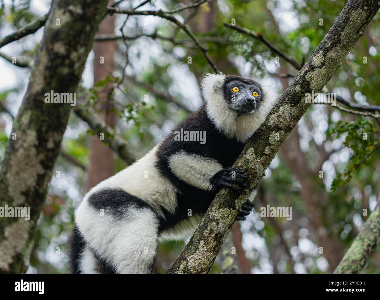 Un lembo bianco e nero ripieno (Varecia variegata) è appollaiato su un ramo in una fitta foresta. Gli esclusivi motivi di pelliccia e gli ambienti vivaci dei lemuri lo sono Foto Stock