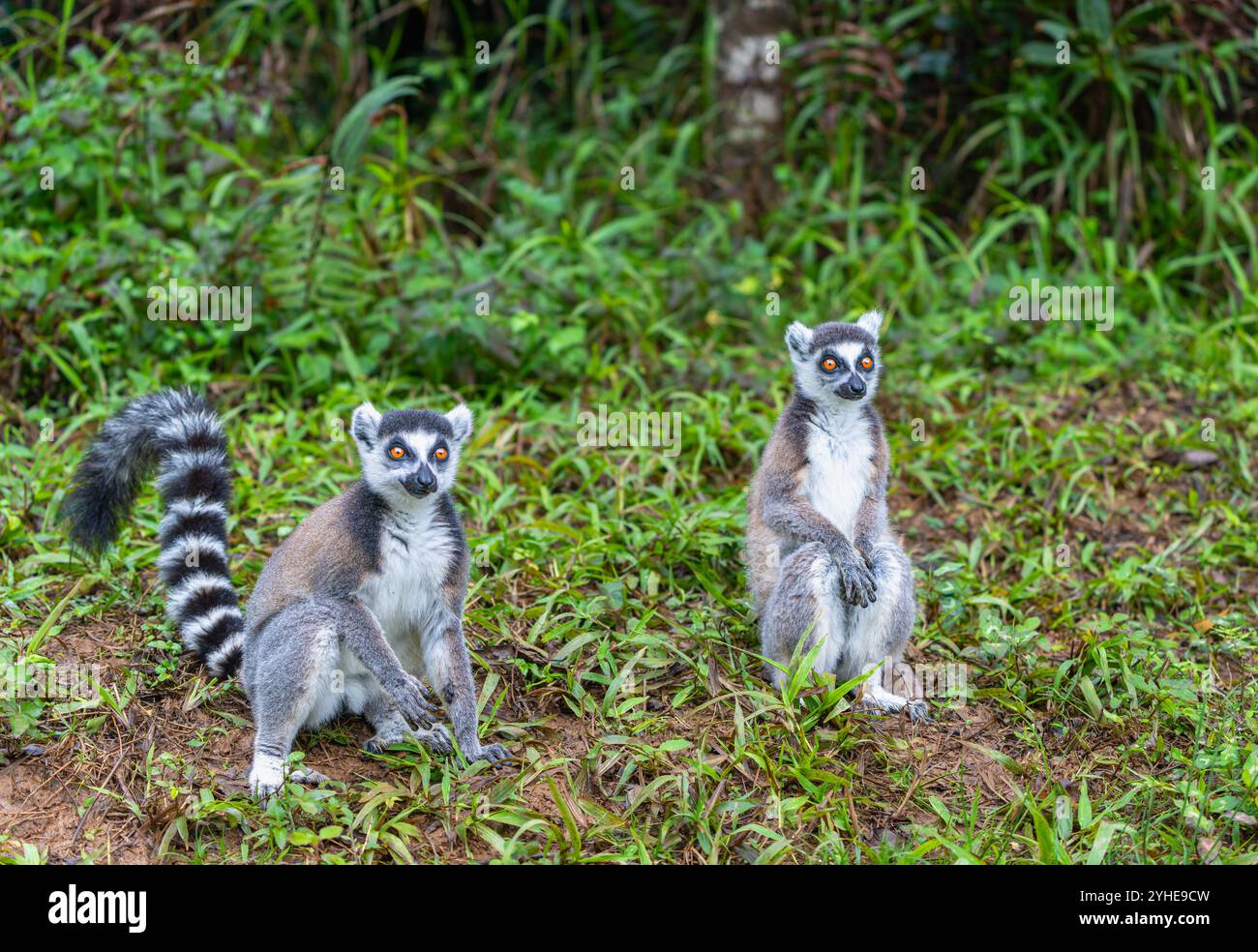 Due lemuri dalla coda ad anello in una lussureggiante foresta verde. Uno è seduto mentre l'altro è in piedi, mostrando le loro distintive code a righe. Andasibe Res Foto Stock