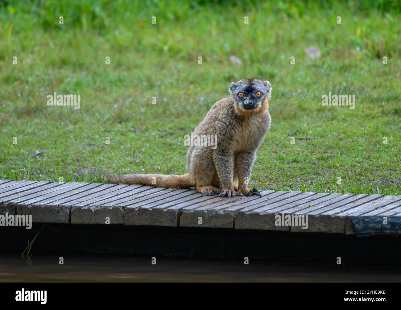 Un lembo marrone si trova su un sentiero di legno nella riserva di Andasibe, Madagascar. Il lemure guarda la fotocamera con i suoi caratteristici occhi arancioni. Ha un Foto Stock
