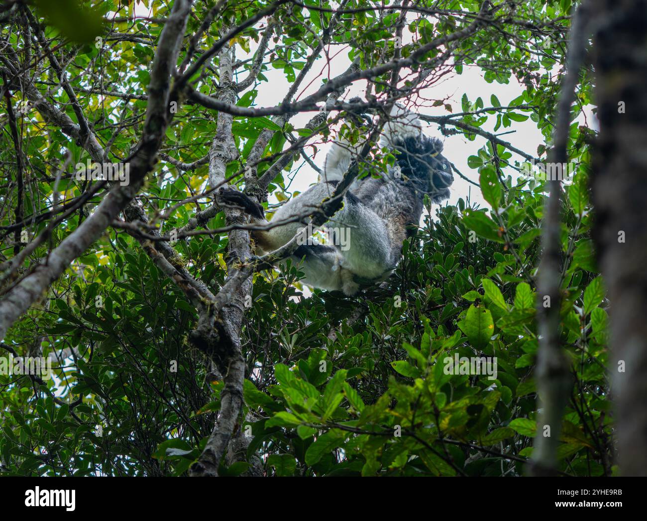 Un lembo bianco e nero ripieno (Varecia variegata) è appollaiato su un ramo in una fitta foresta. Gli esclusivi motivi di pelliccia e gli ambienti vivaci dei lemuri lo sono Foto Stock