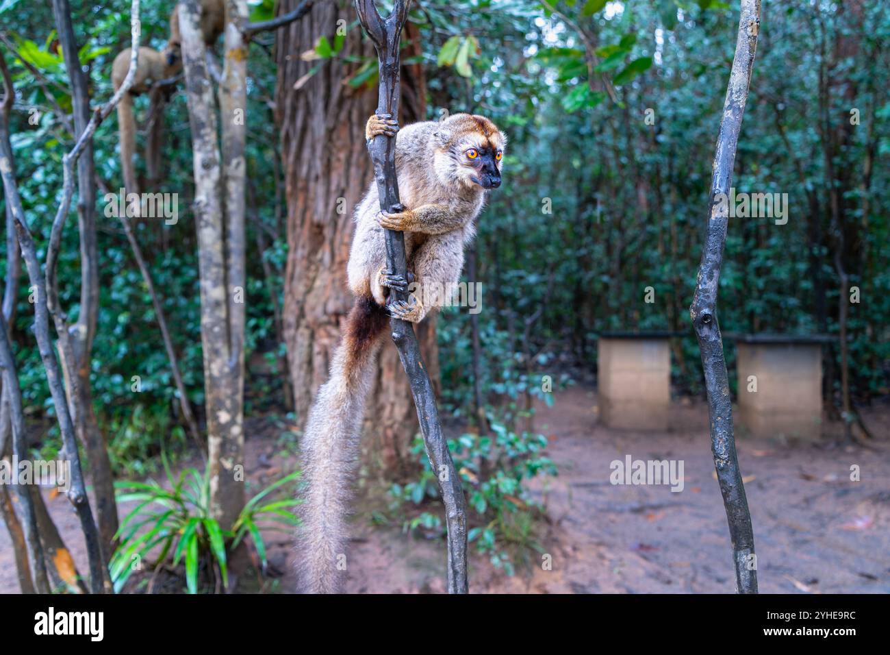 Una fotografia ravvicinata di un lemure bruno (Eulemur fulvus) arroccato su un ramo d'albero, che sbircia dal lussureggiante fogliame della riserva Andasibe nel Madagascar Foto Stock