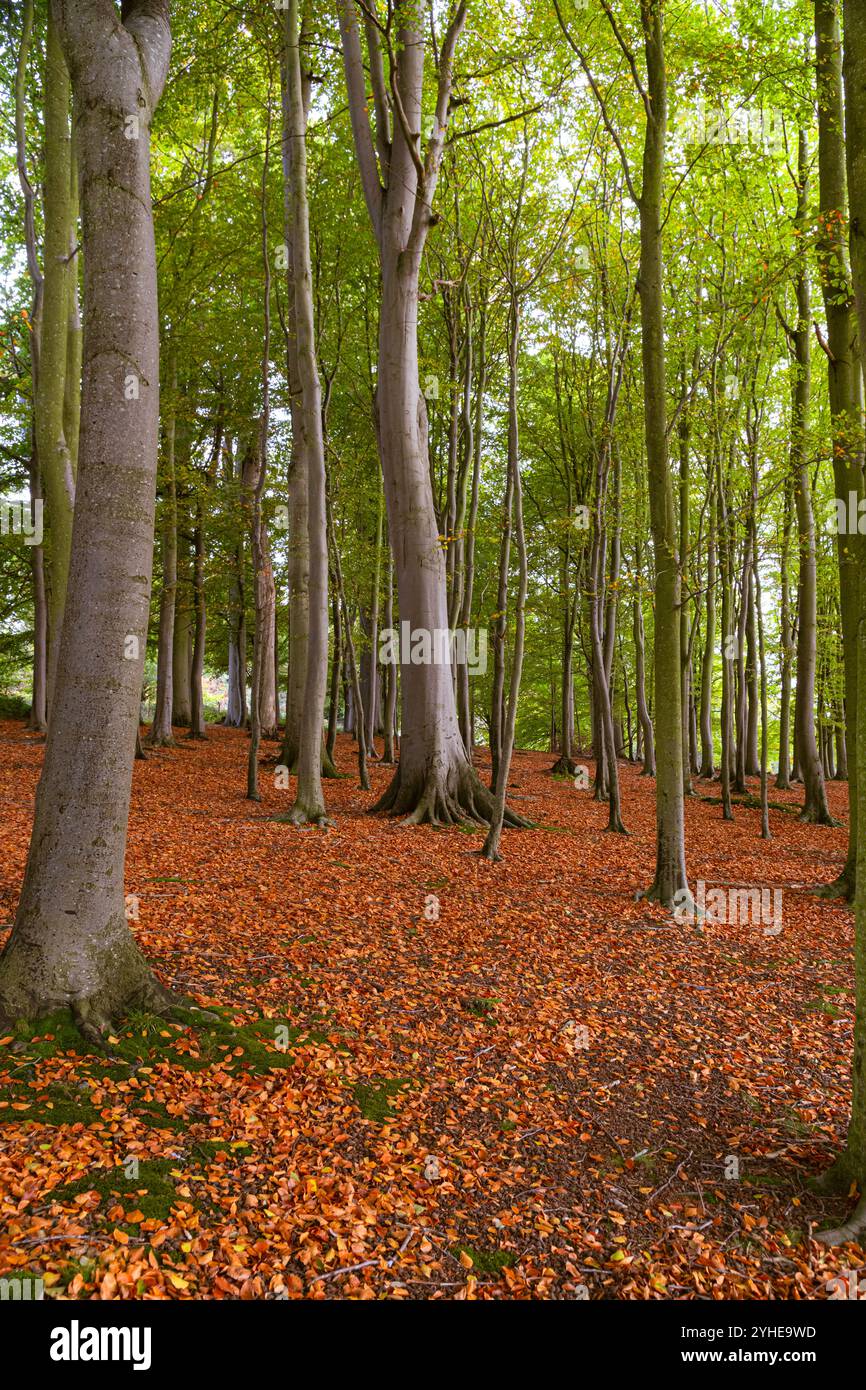 La luce del sole autunnale sui tronchi degli alberi Foto Stock