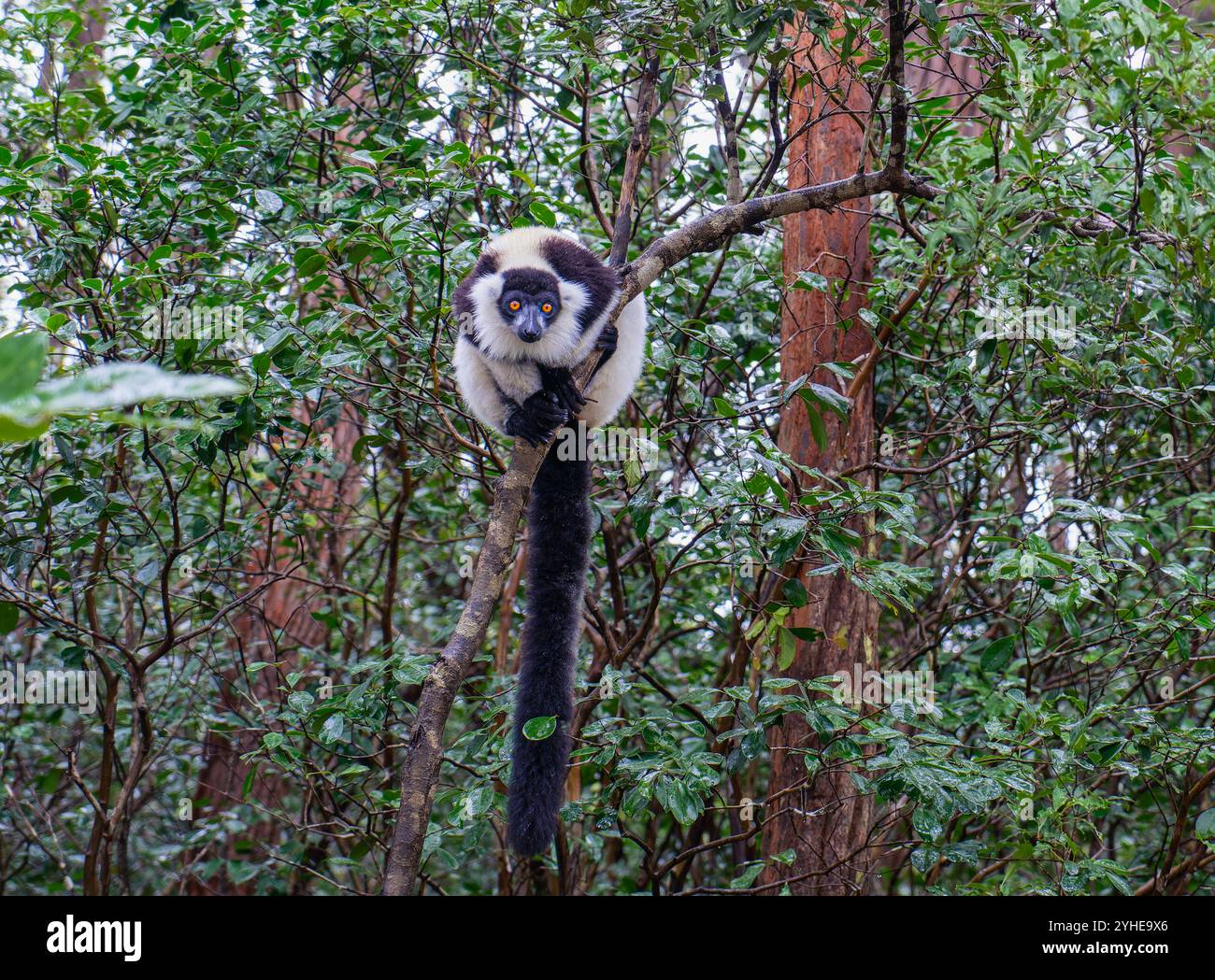 Un lembo bianco e nero ripieno (Varecia variegata) è appollaiato su un ramo in una fitta foresta. Gli esclusivi motivi di pelliccia e gli ambienti vivaci dei lemuri lo sono Foto Stock