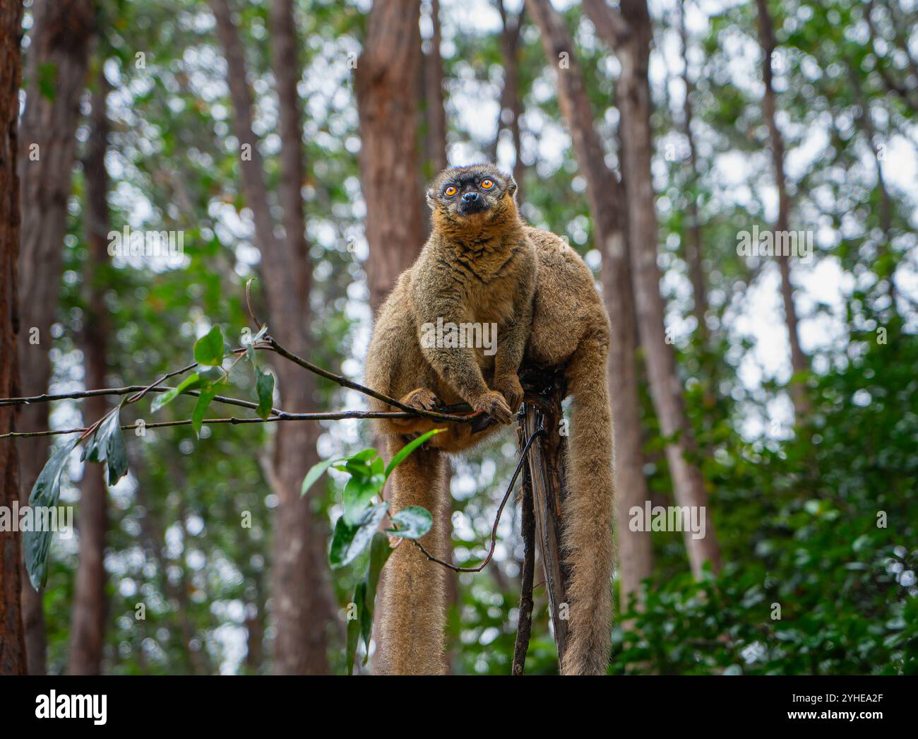 Una fotografia ravvicinata di un lemure bruno (Eulemur fulvus) arroccato su un ramo d'albero, che sbircia dal lussureggiante fogliame della riserva Andasibe nel Madagascar Foto Stock