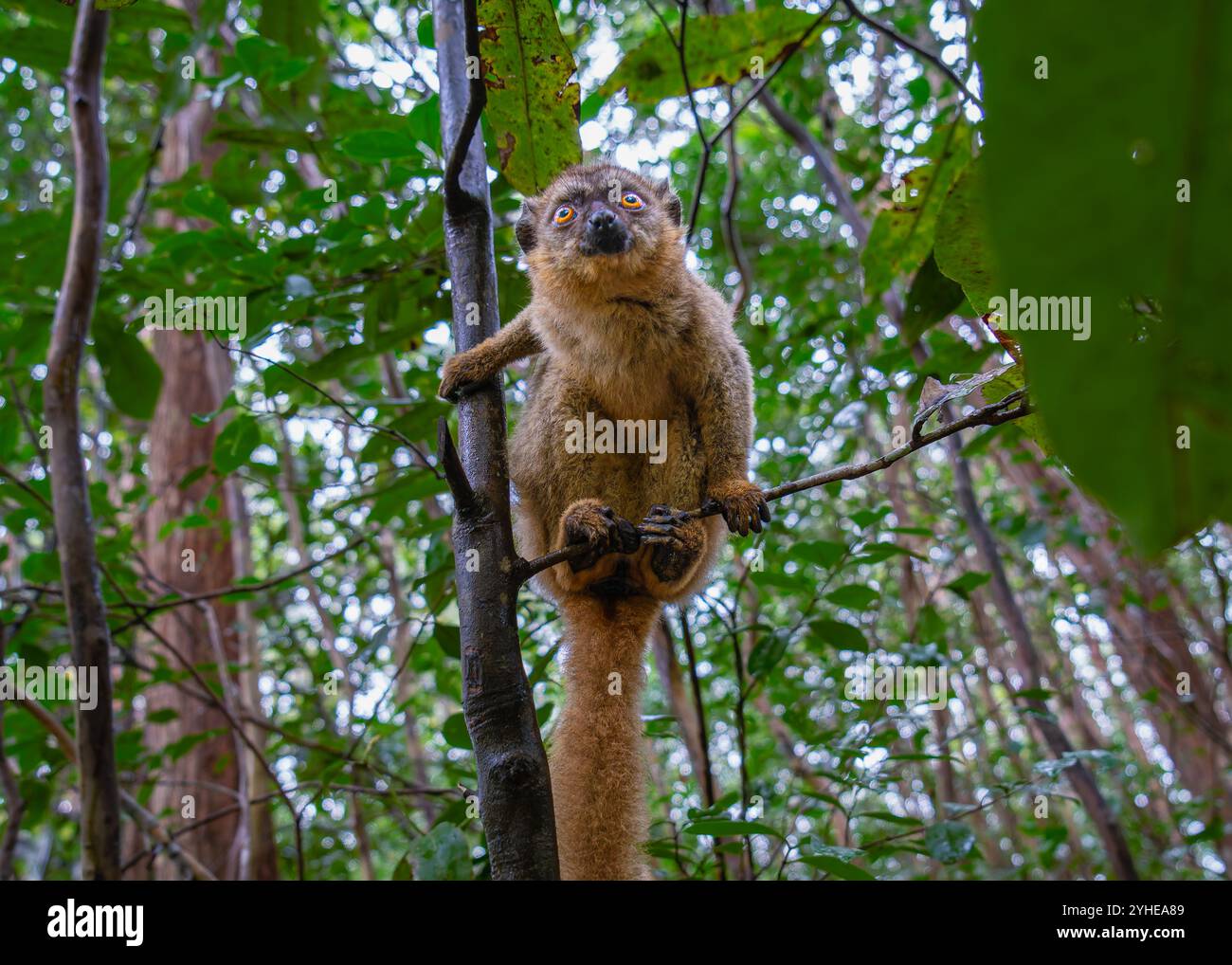 Una fotografia ravvicinata di un lemure bruno (Eulemur fulvus) arroccato su un ramo d'albero, che sbircia dal lussureggiante fogliame della riserva Andasibe nel Madagascar Foto Stock