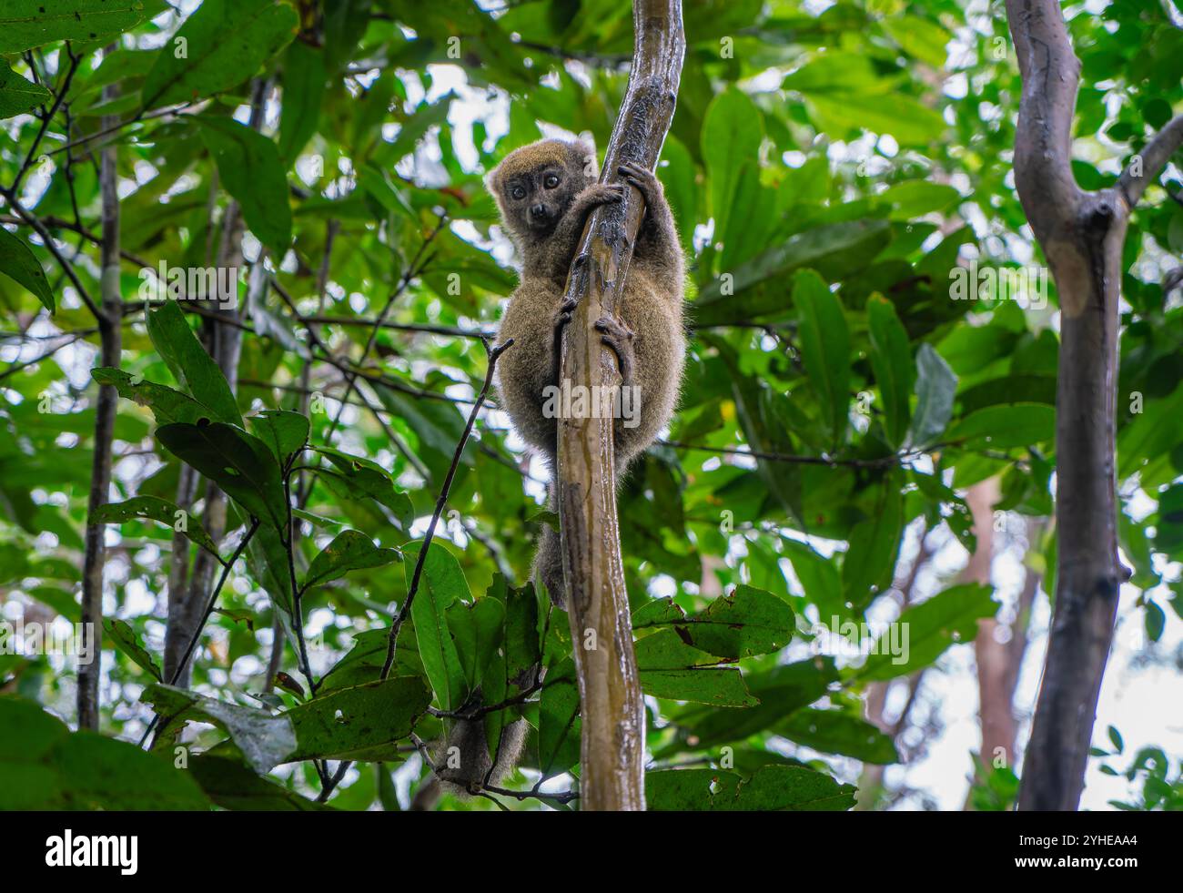 Una fotografia ravvicinata di un lemure bruno (Eulemur fulvus) arroccato su un ramo d'albero, che sbircia dal lussureggiante fogliame della riserva Andasibe nel Madagascar Foto Stock