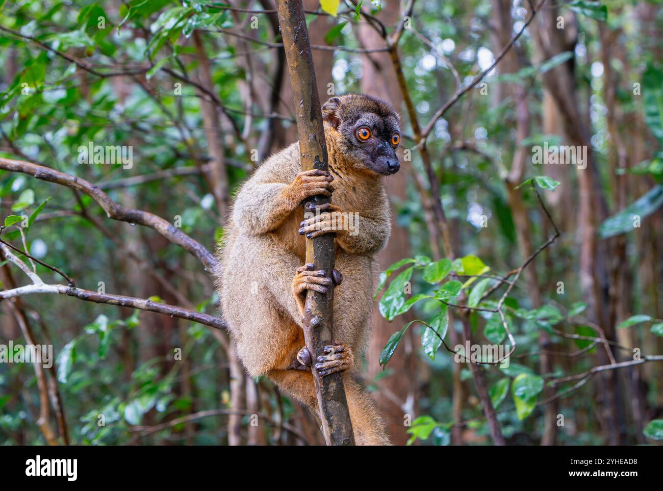 Una fotografia ravvicinata di un lemure bruno (Eulemur fulvus) arroccato su un ramo d'albero, che sbircia dal lussureggiante fogliame della riserva Andasibe nel Madagascar Foto Stock