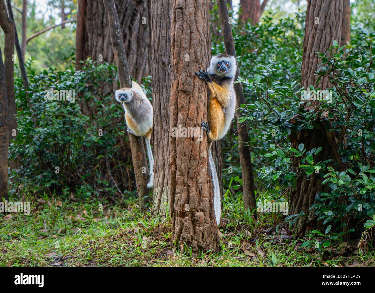 Due Sifakas di Verreaux (Diademed) che si arrampicano su alberi in una fitta foresta. I lemuri hanno pelliccia bianca con toppe scure e code lunghe. Riserva Andasibe, Madag Foto Stock