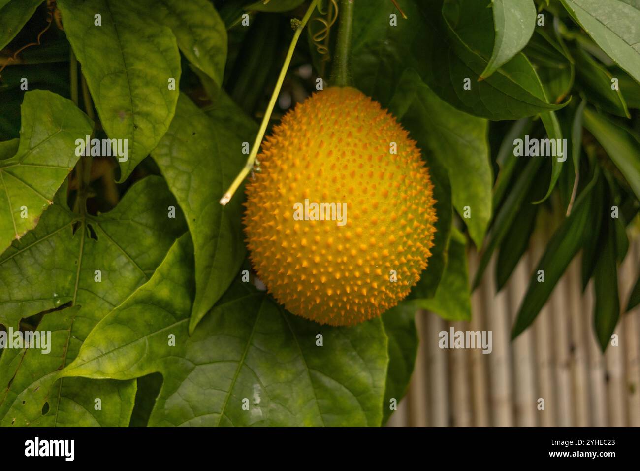 Primo piano di un frutto maturo del gac Momordica cochinchinensis appeso a un vitigno circondato da foglie verdi. Foto Stock