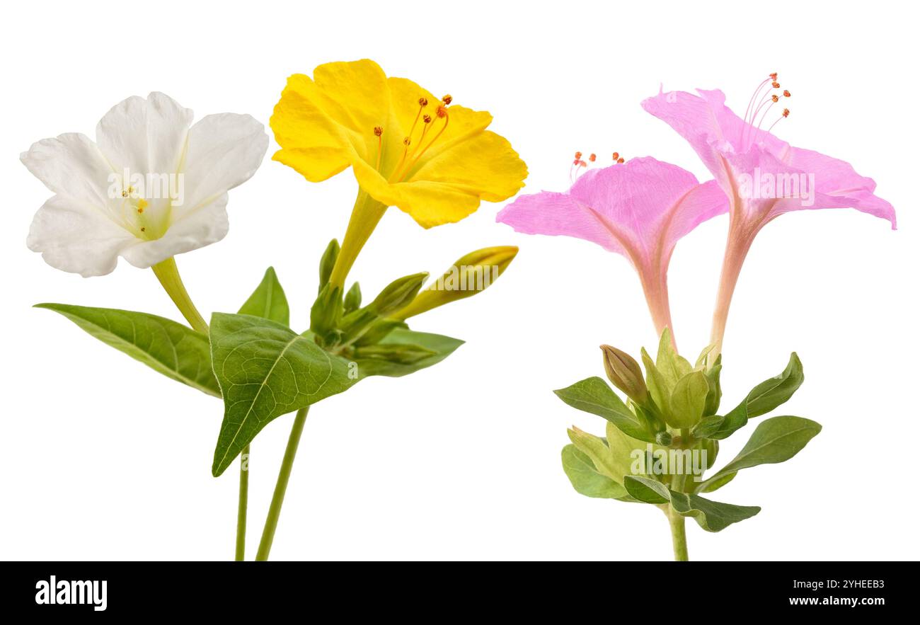 Fiori di bellezza della notte isolati su sfondo bianco Foto Stock