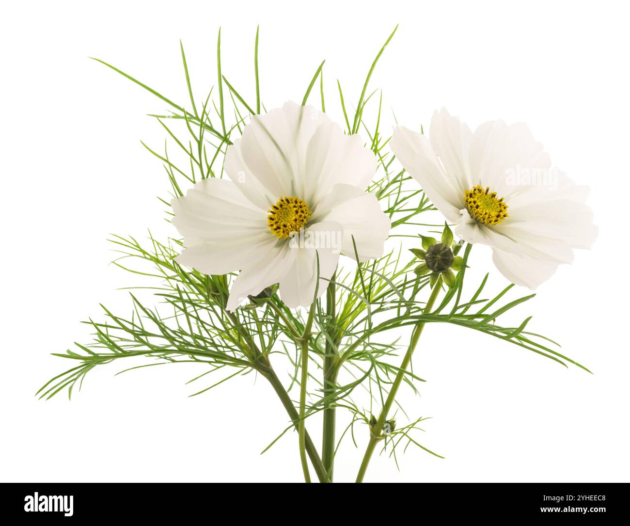 Fiori cosmo bianchi isolati su sfondo bianco Foto Stock