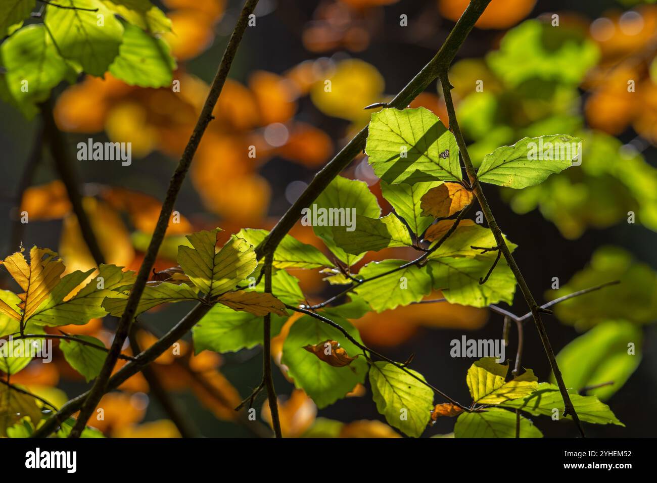 Faggio europeo / faggio comune (Fagus sylvatica), ravvicinato di rami con foglie autunnali gialli-verdi in una foresta a foglia ampia in autunno Foto Stock