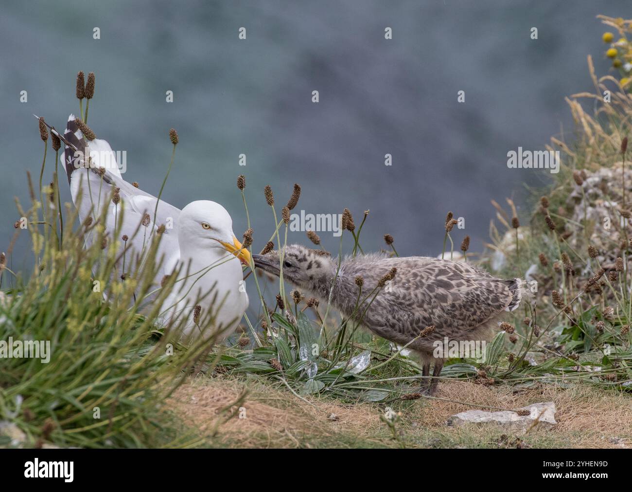 Un gabbiano aringa (Larus argentatus) che dà da mangiare ai pulcini ben cresciuti in cima alle scogliere. Yorkshire, Regno Unito Foto Stock