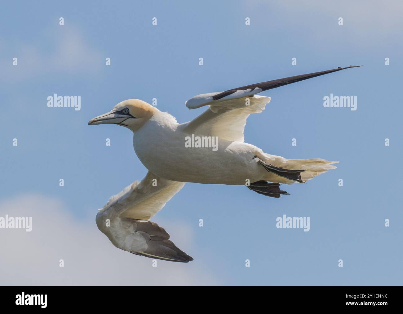 Un primo piano di un Gannet settentrionale in volo contro un cielo blu. Mostra i dettagli del suo becco lungo, occhio blu, testa gialla e piedi a trama. Yorkshire, Regno Unito Foto Stock