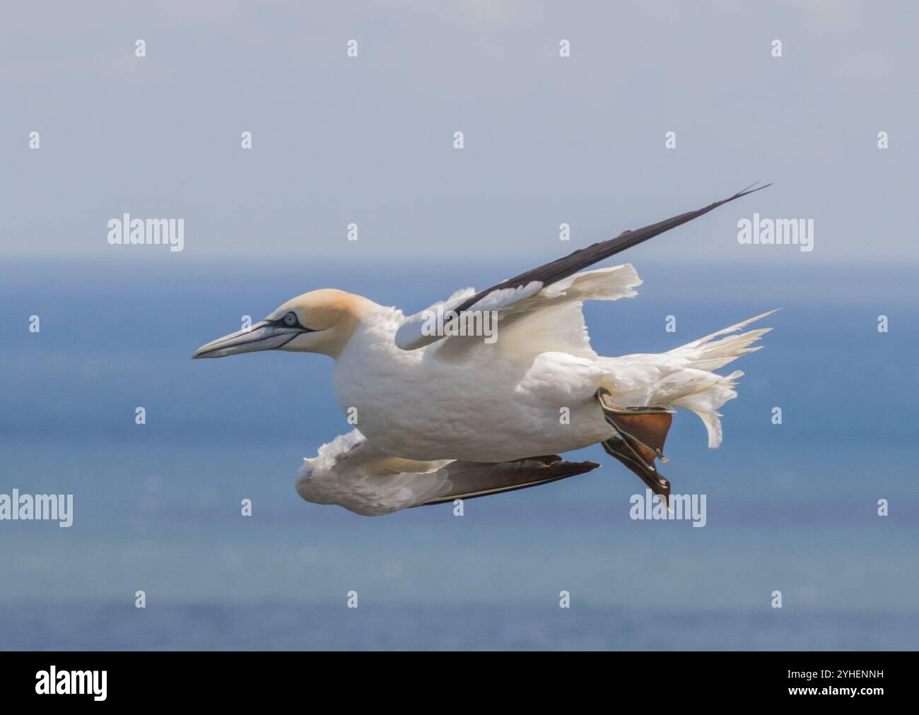Un primo piano di un Gannet settentrionale in volo contro un cielo blu. Mostra i dettagli del suo becco lungo, occhio blu, testa gialla e piedi a trama. Yorkshire, Regno Unito Foto Stock