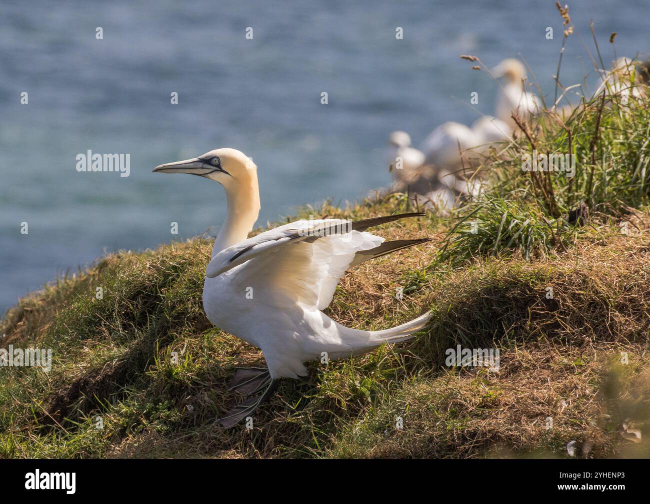 Un primo piano di un Gannet settentrionale pronto a decollare dalla scogliera. Mostra i dettagli del suo becco lungo, occhio blu, testa gialla e piedi a trama. Yorkshire, Regno Unito Foto Stock