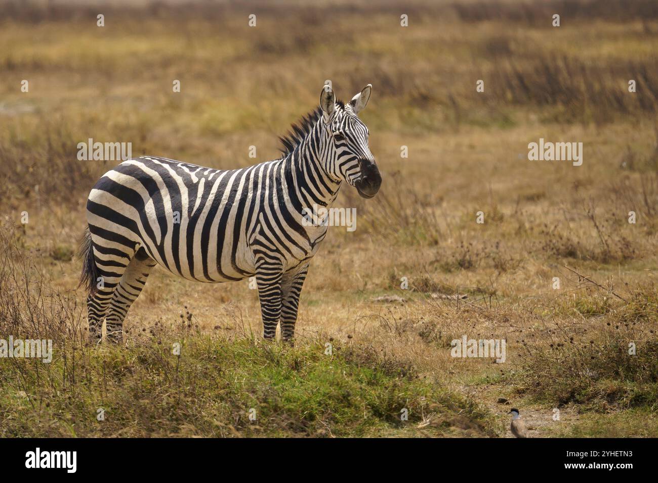 Splendida zebra che tiene d'occhio i predatori nel cratere di Ngorongoro in Tanzania Foto Stock