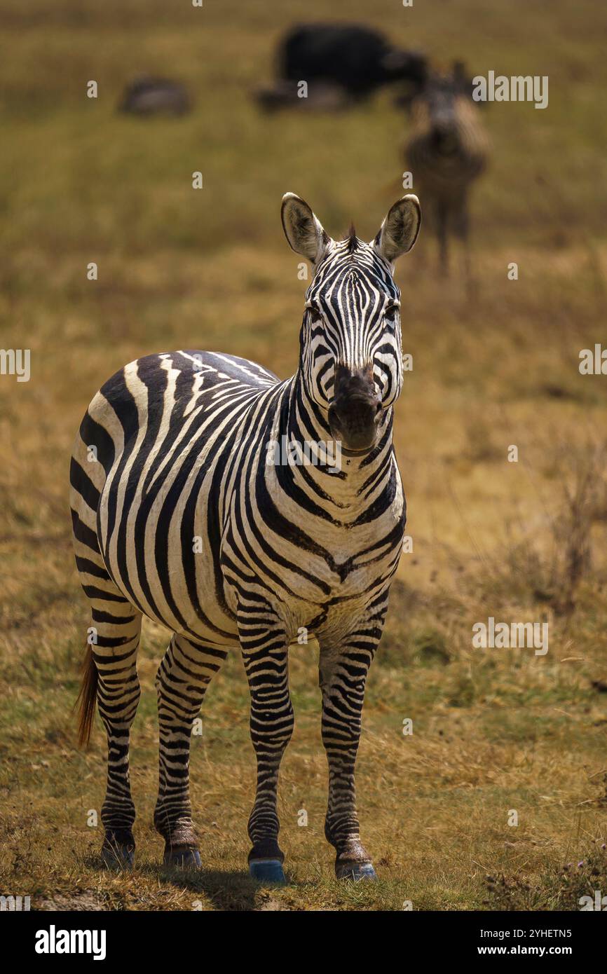 Zebra che pascolano nel cratere di Ngorongoro in Tanzania Foto Stock