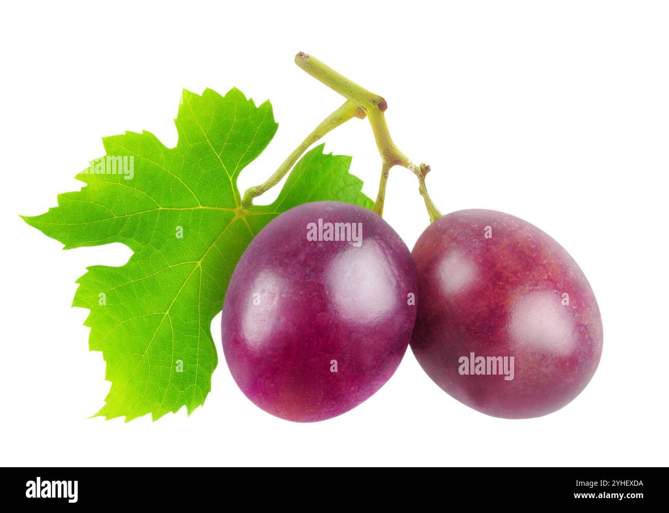 Due uve viola con foglie verdi tagliate, senza sfondo Foto Stock