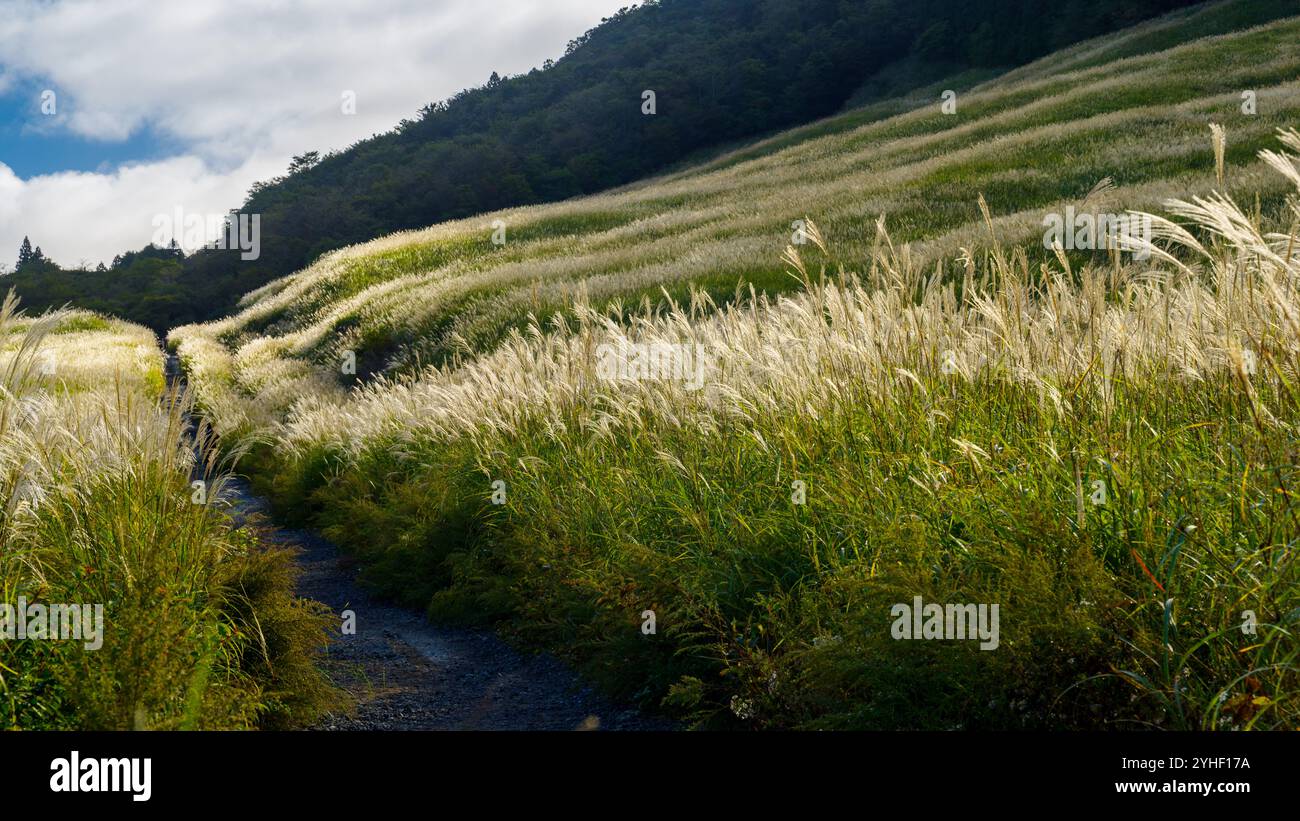 Quando ho completato la mia passeggiata fotografica attraverso i campi d'argento Sengokuhara sul versante settentrionale del Monte Hakone nella Prefettura di Kanagawa, Giappone, ho fatto una pausa Foto Stock