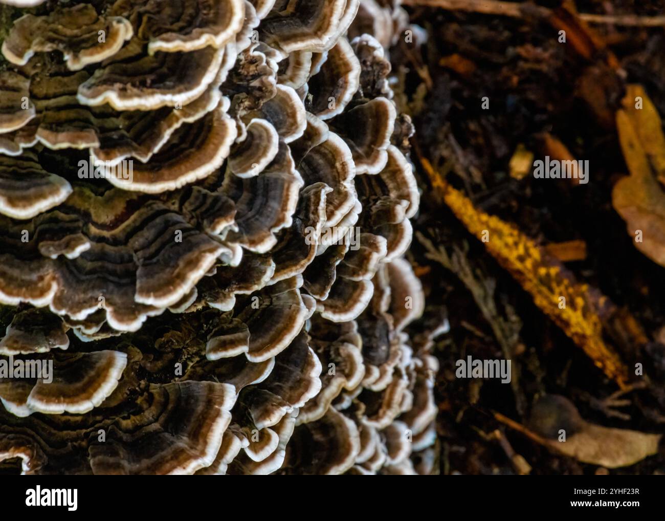 Primo piano del fungo Coriolus Versicolor (funghi di coda di tacchino) che mostra il suo motivo a strati e ondulato con ricchi colori marrone e crema, noto per la sua salute Foto Stock