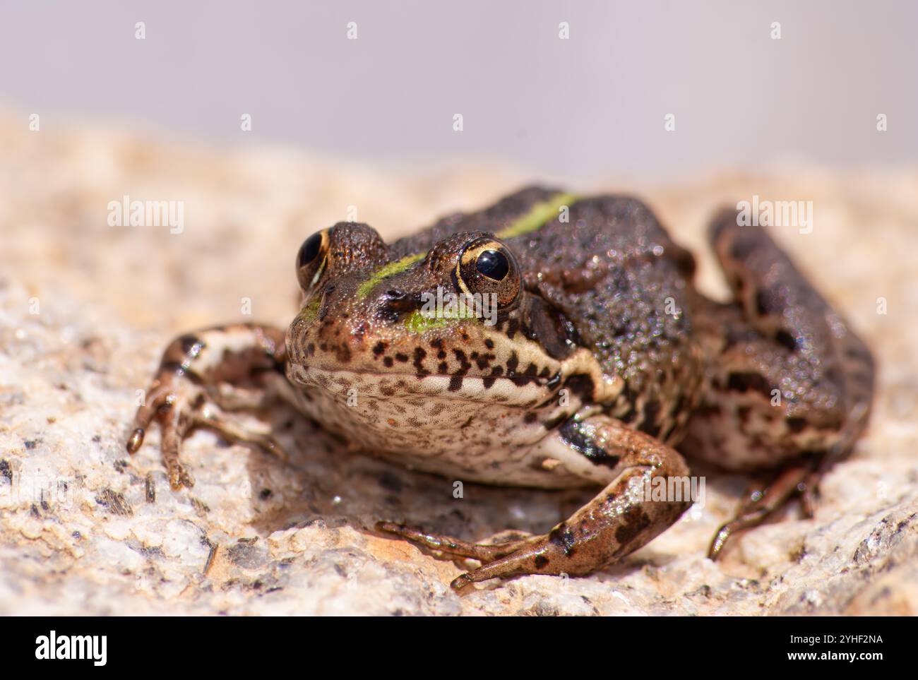 Rana verde, nome scientifico Pelophylax perezi. Una rana verde sulla cima di una roccia. Foto Stock