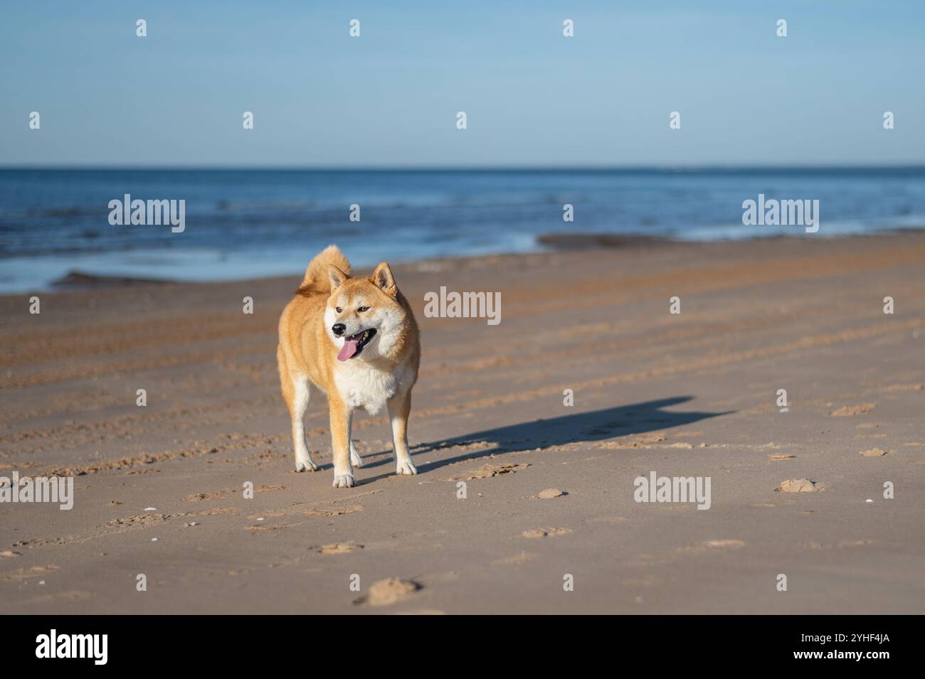 Il cane Shiba inu cammina sulla spiaggia di sabbia nelle giornate di sole Foto Stock