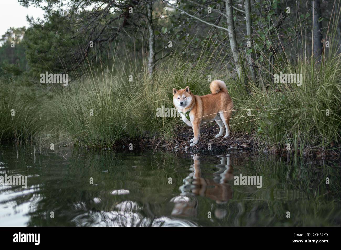 Un cane Red Shiba Inu riflesso in un'acqua di un lago forestale Foto Stock