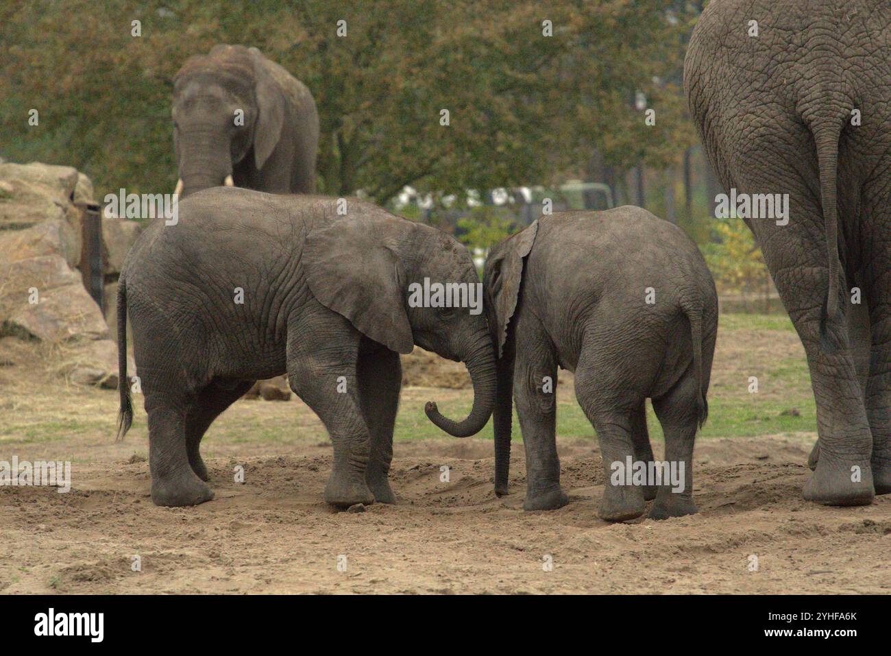 Adorabile Bond: Due elefanti che suonano e coccolano Foto Stock