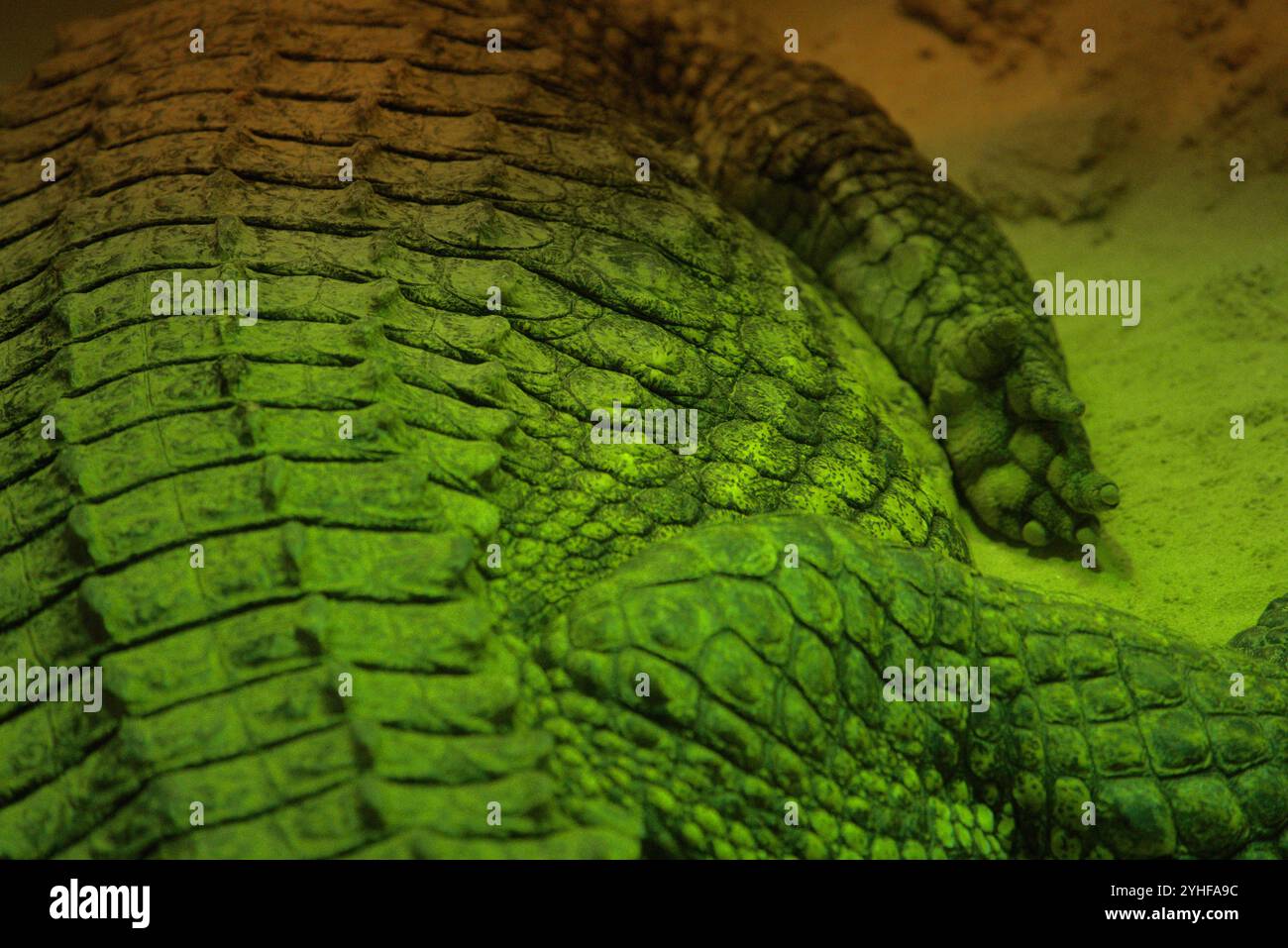 Resistenza alla ruggine: Primo piano della pelle di coccodrillo e della zampa sotto calore Foto Stock