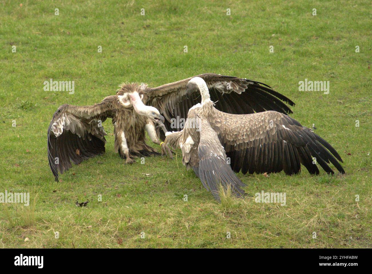Feeding Frenzy: Gli avvoltoi combattono per il cibo Foto Stock