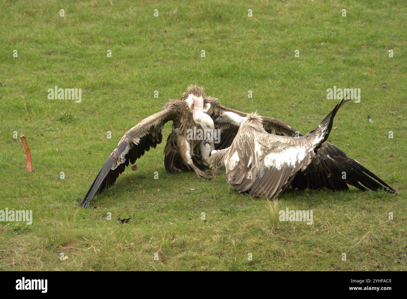 Feeding Frenzy: Gli avvoltoi combattono per il cibo Foto Stock
