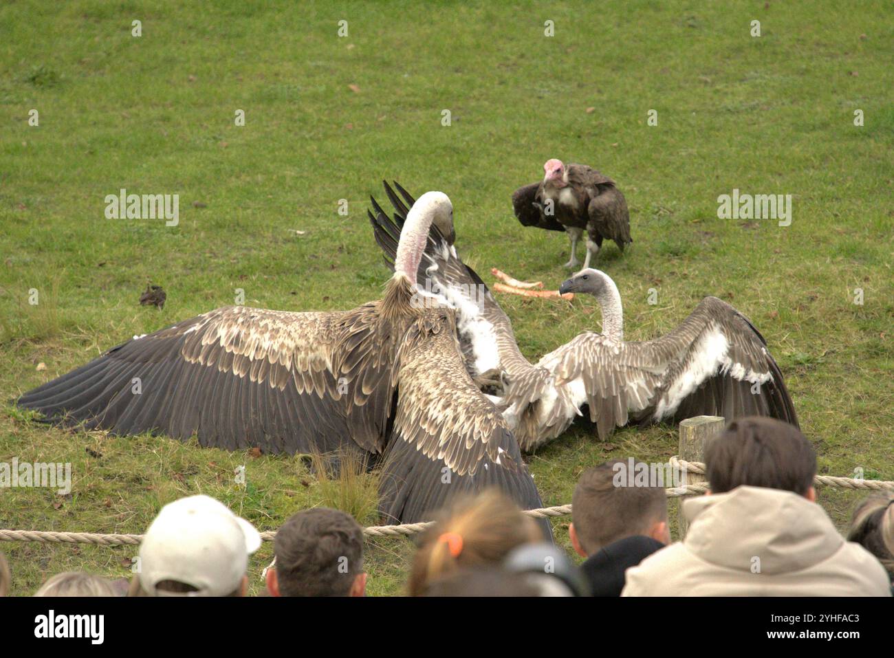 Feeding Frenzy: Gli avvoltoi combattono per il cibo Foto Stock