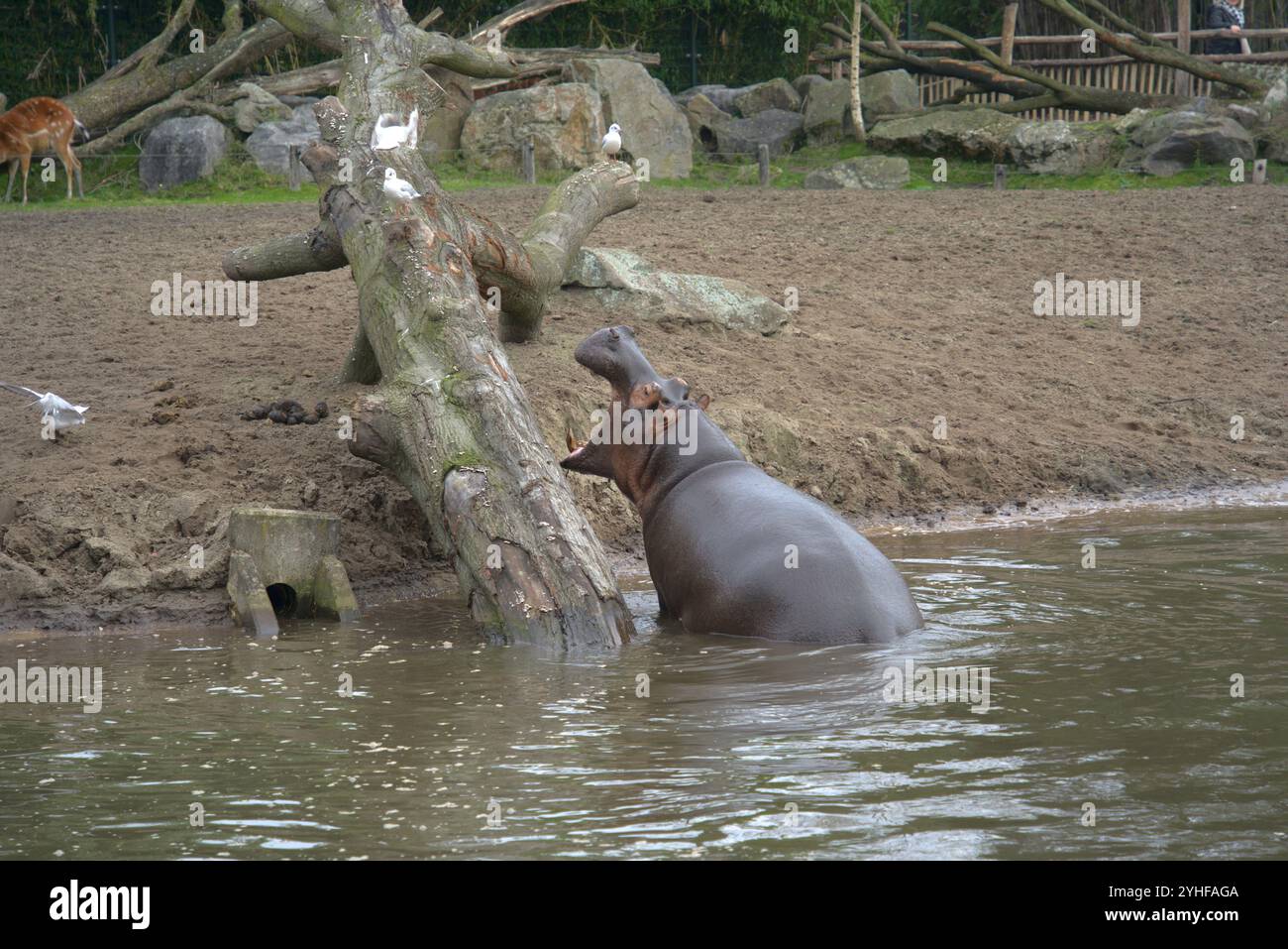 Incontro inaspettato: Ippopotamo sta tentando di catturare un gabbiano su un ramo di Lake Tree Foto Stock